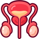 Prostate & Testes